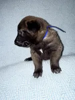 Blue Collae, a male Belgian Malinois for sale in Trenton, GA – Photo 1 of 6