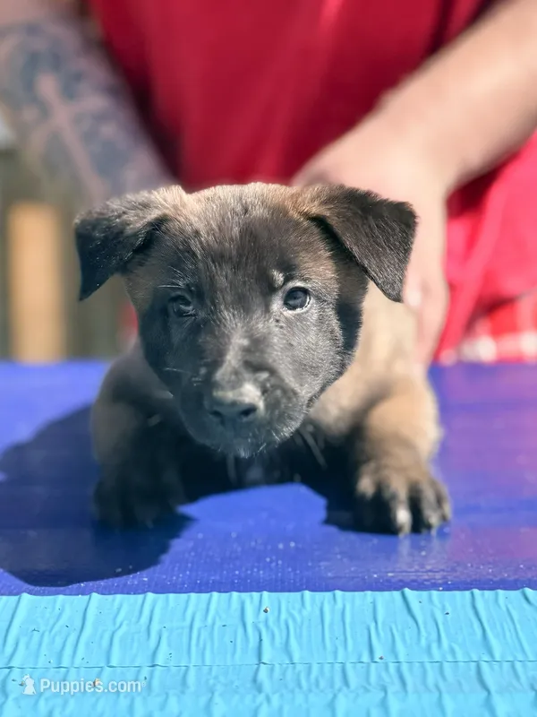 AKC Belgian Malinois - Blue Collar – Belgian Malinois puppy for sale in Trenton, GA