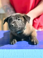 AKC Belgian Malinois - Blue Collar, a male Belgian Malinois for sale in Trenton, GA – 2 of 4