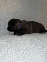 Blue Collae, a male Belgian Malinois for sale in Trenton, GA – Photo 3 of 6