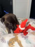 AKC - Blue Collar, a male Belgian Malinois for sale in Trenton, GA – Photo 4 of 10