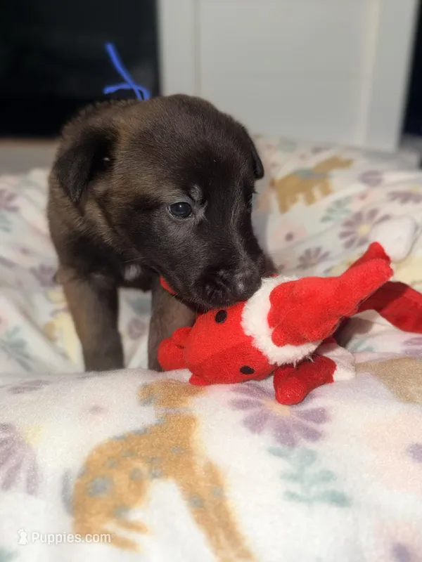 AKC - Blue Collar – Belgian Malinois puppy for sale in Trenton, GA