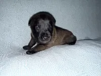 Blue Collae, a male Belgian Malinois for sale in Trenton, GA – Photo 4 of 6