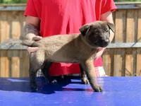 AKC Belgian Malinois - Blue Collar, a male Belgian Malinois for sale in Trenton, GA – 4 of 4