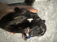 AKC Belgian Malinois Puppy - Blue Collar, a male Belgian Malinois for sale in Trenton, GA – 2 of 4