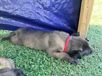 AKC Belgian Malinois - Red Collar, a male Belgian Malinois for sale in Trenton, GA – 6 of 8