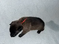 Red Collar, a male Belgian Malinois for sale in Trenton, GA – Photo 4 of 5