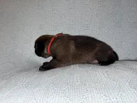 Red Collar, a male Belgian Malinois for sale in Trenton, GA – Photo 5 of 5