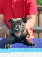 AKC Belgian Malinois - Red Collar, a male Belgian Malinois for sale in Trenton, GA – 3 of 8