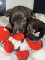 AKC - Red Collar Male, a male Belgian Malinois for sale in Trenton, GA – Photo 3 of 9