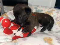 AKC - Red Collar Male, a male Belgian Malinois for sale in Trenton, GA – Photo 4 of 9