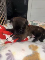 AKC - Red Collar Male, a male Belgian Malinois for sale in Trenton, GA – Photo 9 of 9