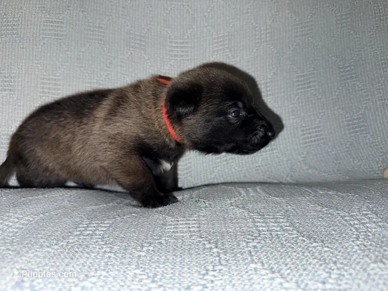 Red Collar – Belgian Malinois puppy for sale in Trenton, GA