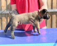 AKC Belgian Malinois - Red Collar, a male Belgian Malinois for sale in Trenton, GA – 4 of 8
