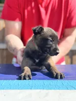 AKC Belgian Malinois - Red Collar, a male Belgian Malinois for sale in Trenton, GA – 2 of 8