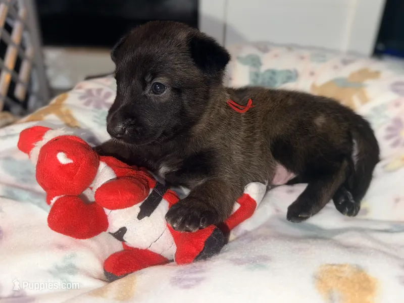 AKC - Red Collar Male – Belgian Malinois puppy for sale in Trenton, GA