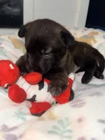 AKC - Red Collar Male, a male Belgian Malinois for sale in Trenton, GA – Photo 2 of 9