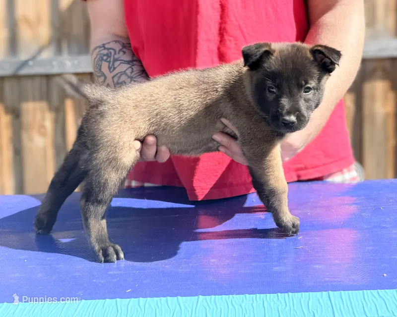 AKC Belgian Malinois - Red Collar – Belgian Malinois puppy for sale in Trenton, GA
