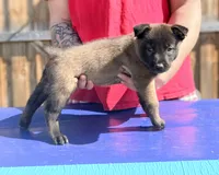 AKC Belgian Malinois - Red Collar, a male Belgian Malinois for sale in Trenton, GA – 1 of 8