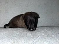 Red Collar, a male Belgian Malinois for sale in Trenton, GA – Photo 2 of 5