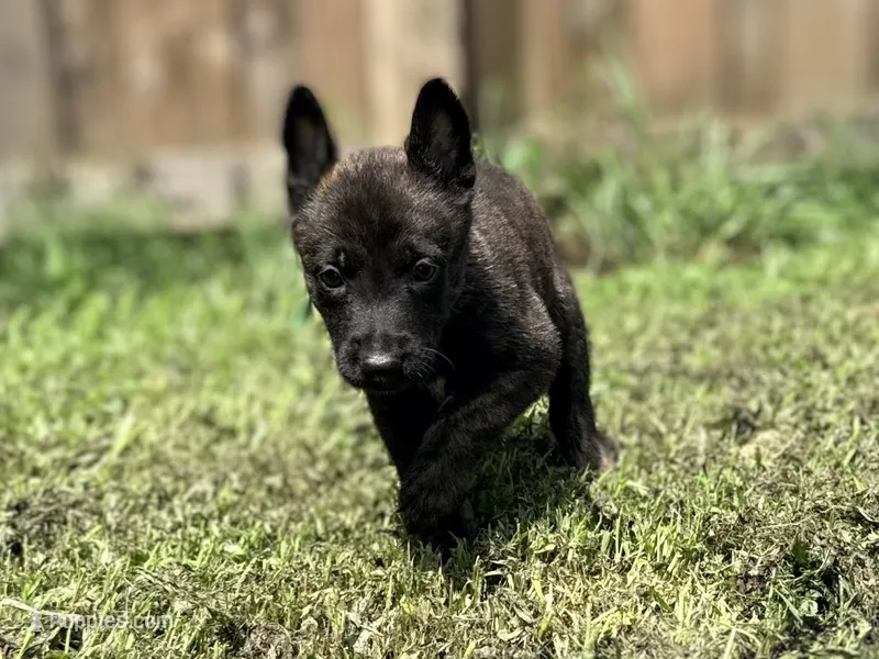 Green Collar – German Shepherd Dog, Dutch Shepherd puppy for sale in Trenton, GA