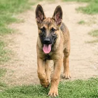 “Sig” - Lavender Collar, a female German Shepherd Dog and Dutch Shepherd for sale in Trenton, GA – 1 of 4