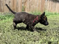 Red Collar , a male German Shepherd Dog and Dutch Shepherd for sale in Trenton, GA – 8 of 9