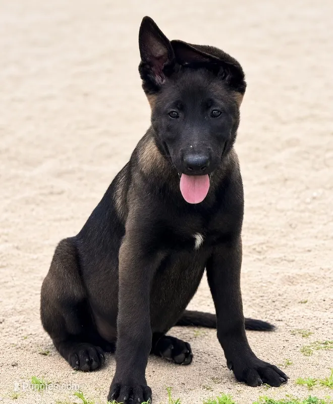 White Collar – Belgian Malinois puppy for sale in Trenton, GA