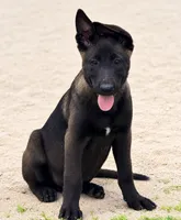 AKC Belgian Malinois - White Collar, a male Belgian Malinois for sale in Trenton, GA – 1 of 4