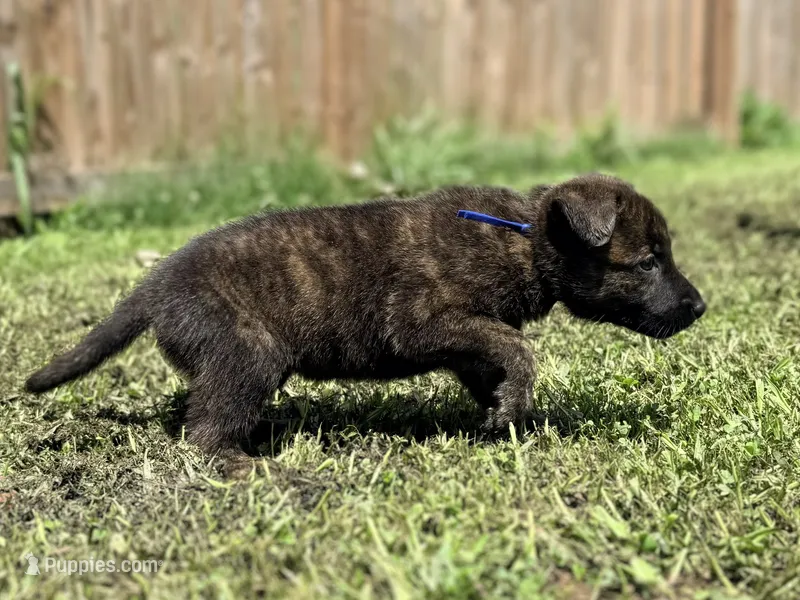 Blue Collar – German Shepherd Dog, Dutch Shepherd puppy for sale in Trenton, GA