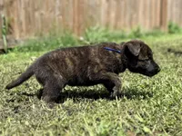 Blue Collar, a male German Shepherd Dog and Dutch Shepherd for sale in Trenton, GA – 1 of 7