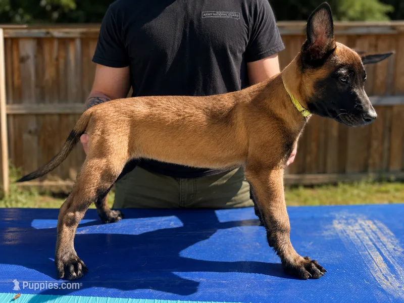 AKC Belgian Malinois - Green Collar – Belgian Malinois puppy for sale in Trenton, GA