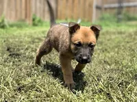 White Collar, a male German Shepherd Dog and Dutch Shepherd for sale in Trenton, GA – 1 of 5