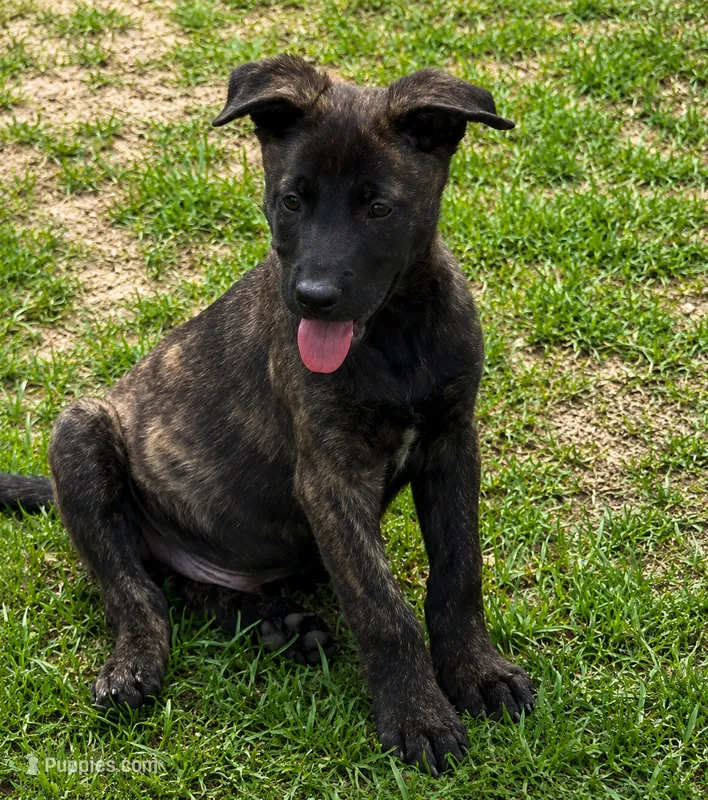 Blue Collar – German Shepherd Dog, Dutch Shepherd puppy for sale in Trenton, GA