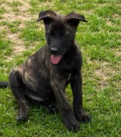 “Canik” - Blue Collar, a male German Shepherd Dog and Dutch Shepherd for sale in Trenton, GA – 1 of 8