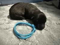 AKC Belgian Malinois Puppy - Teal Collar, a female Belgian Malinois for sale in Trenton, GA – 1 of 4