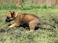 White Collar, a male German Shepherd Dog and Dutch Shepherd for sale in Trenton, GA – 3 of 5