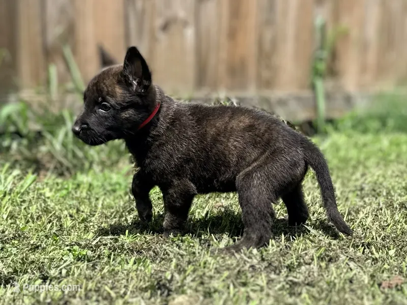 Red Collar  – German Shepherd Dog, Dutch Shepherd puppy for sale in Trenton, GA