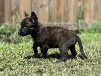 Red Collar , a male German Shepherd Dog and Dutch Shepherd for sale in Trenton, GA – 1 of 9