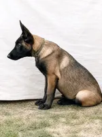AKC Belgian Malinois - Blue Collar, a male Belgian Malinois for sale in Trenton, GA – 2 of 9