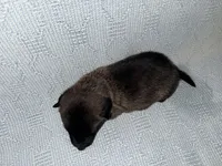 Gray Collar, a male Belgian Malinois for sale in Trenton, GA – Photo 7 of 7