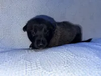 Gray Collar, a male Belgian Malinois for sale in Trenton, GA – Photo 2 of 7