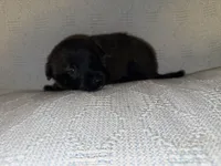 Gray Collar, a male Belgian Malinois for sale in Trenton, GA – Photo 4 of 7