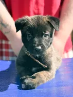 AKC Belgian Malinois -  Brown Collar, a male Belgian Malinois for sale in Trenton, GA – 2 of 5