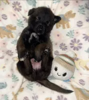 AKC - Gray Collar, a male Belgian Malinois for sale in Trenton, GA – Photo 7 of 7