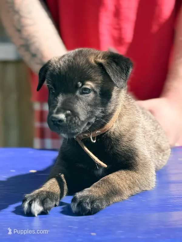 AKC Belgian Malinois -  Brown Collar – Belgian Malinois puppy for sale in Trenton, GA