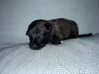 Gray Collar, a male Belgian Malinois for sale in Trenton, GA – Photo 5 of 7