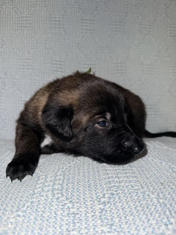 Gray Collar, a male Belgian Malinois for sale in Trenton, GA – Photo 1 of 7