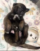 AKC - Gray Collar, a male Belgian Malinois for sale in Trenton, GA – Photo 1 of 7