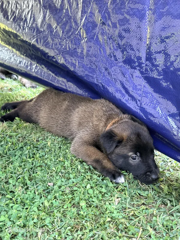 AKC - Brown Collar, a male Belgian Malinois for sale in Trenton, GA – Photo 1 of 9